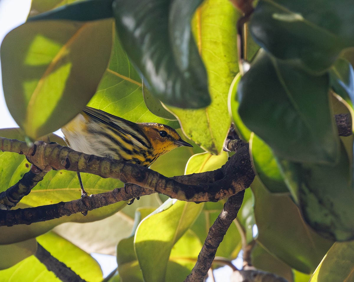 Cape May Warbler - ML616242778