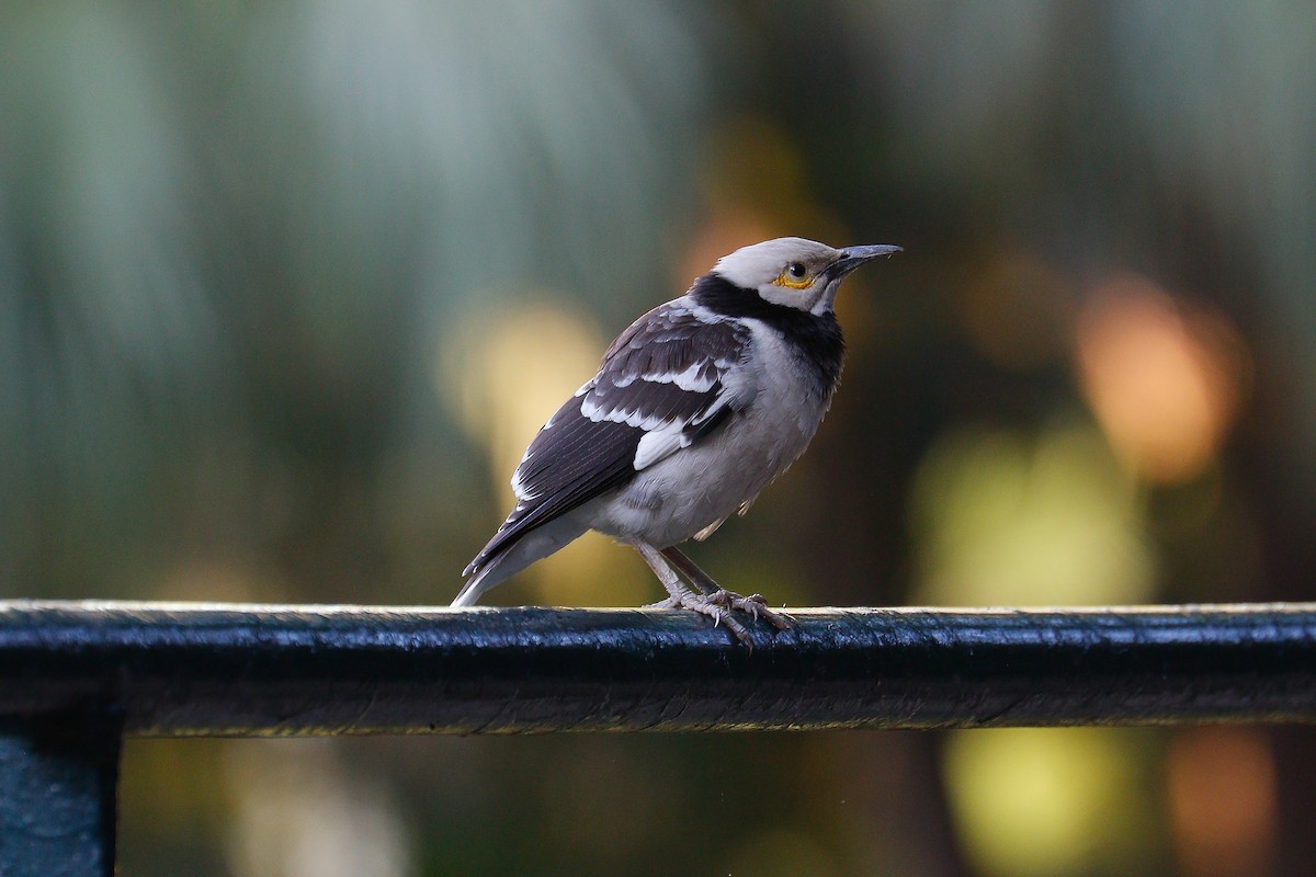 Black-collared Starling - Sutanan Pinmaneenopparat