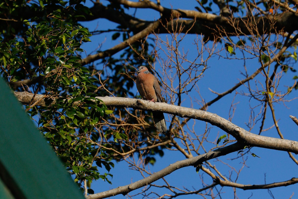 Spotted Dove (Eastern) - Sutanan Pinmaneenopparat