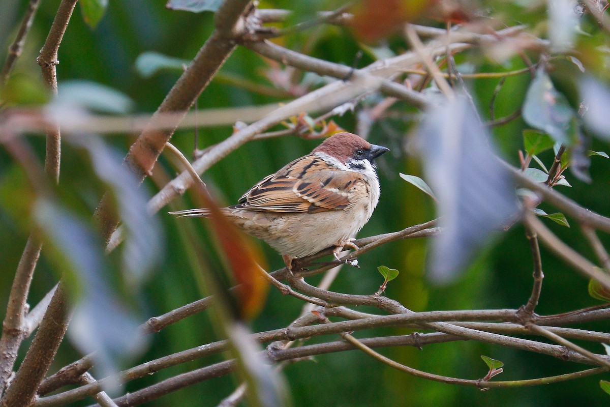 Eurasian Tree Sparrow - Sutanan Pinmaneenopparat