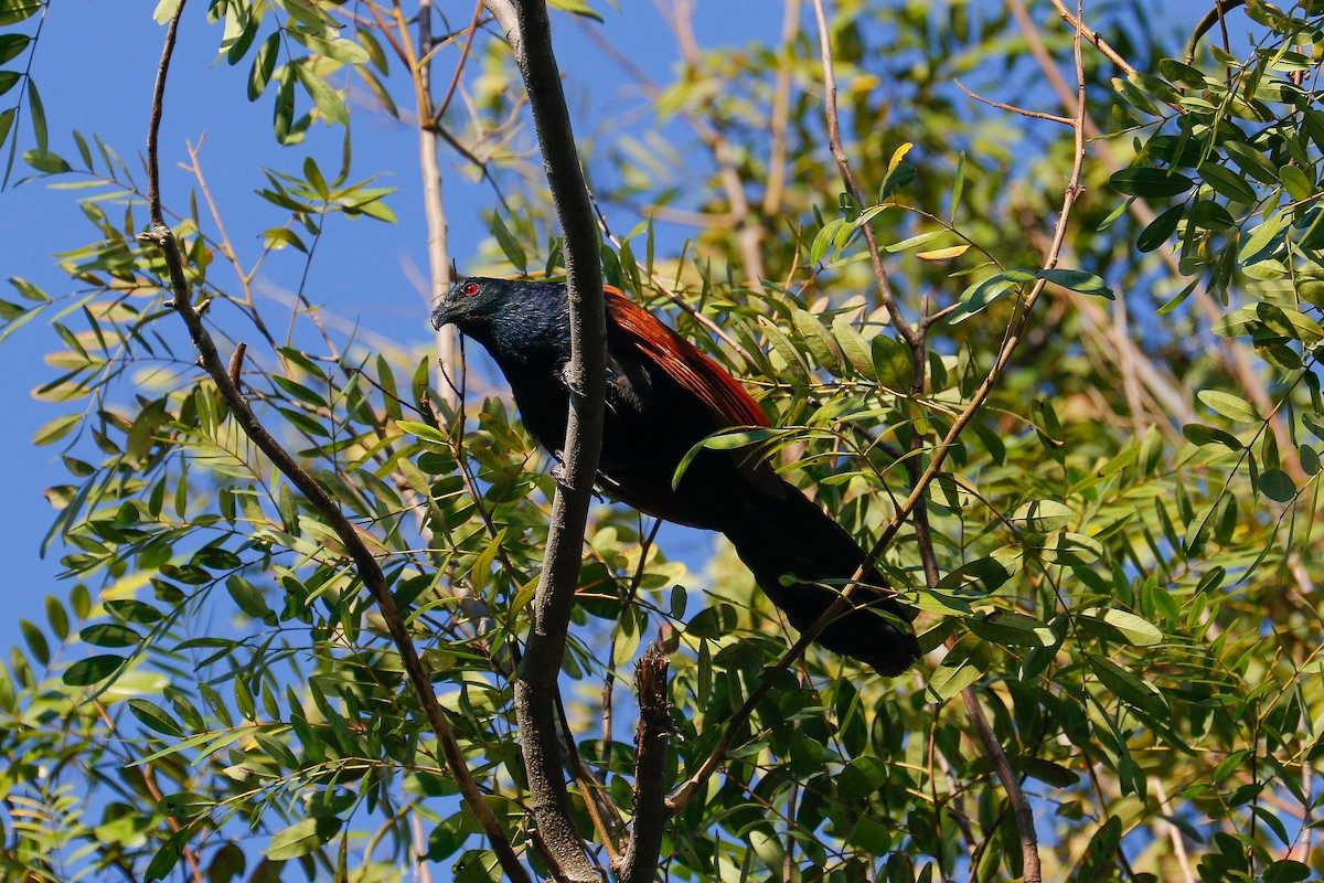 Greater Coucal (Greater) - ML616242791