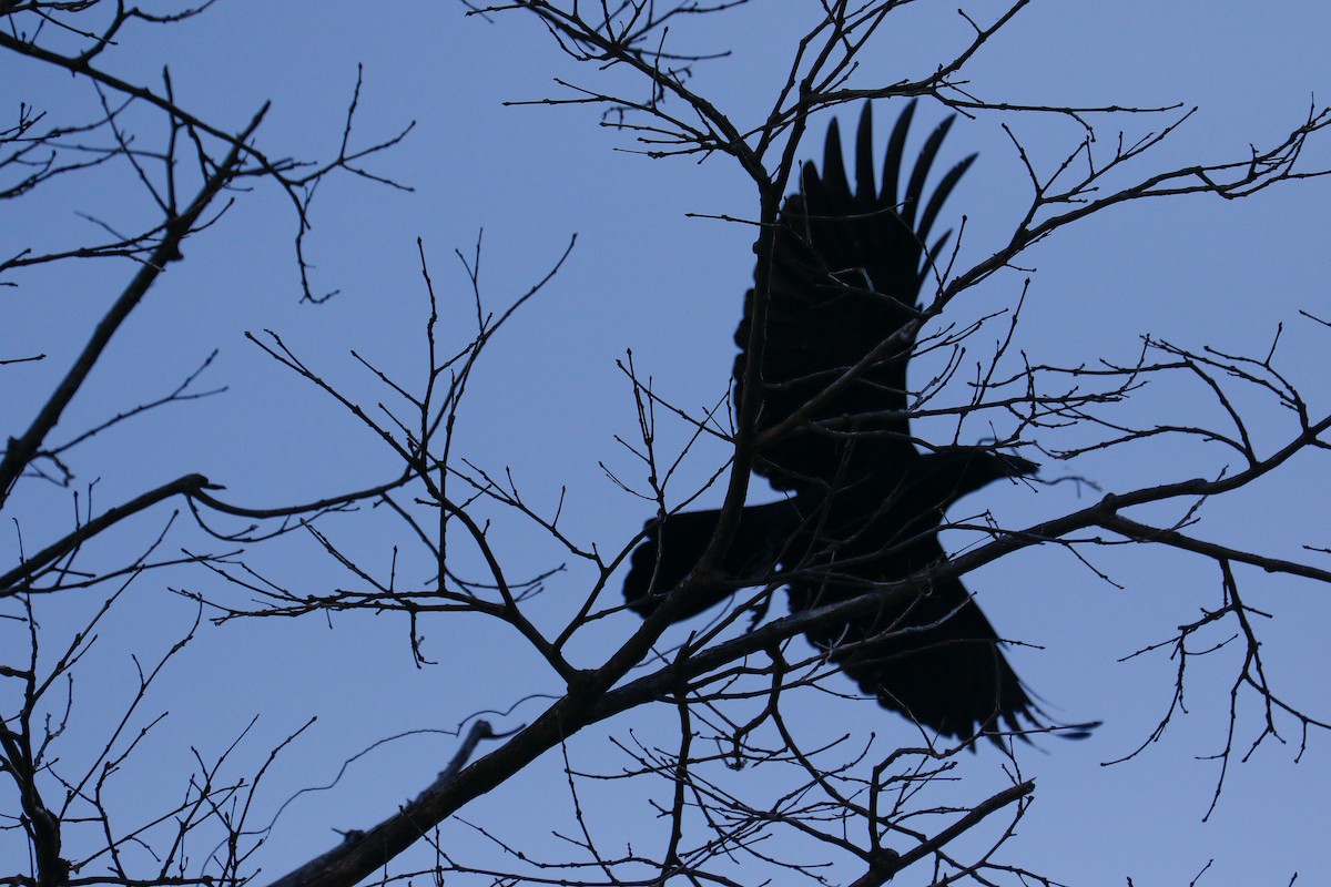 Large-billed Crow (Large-billed) - ML616242798