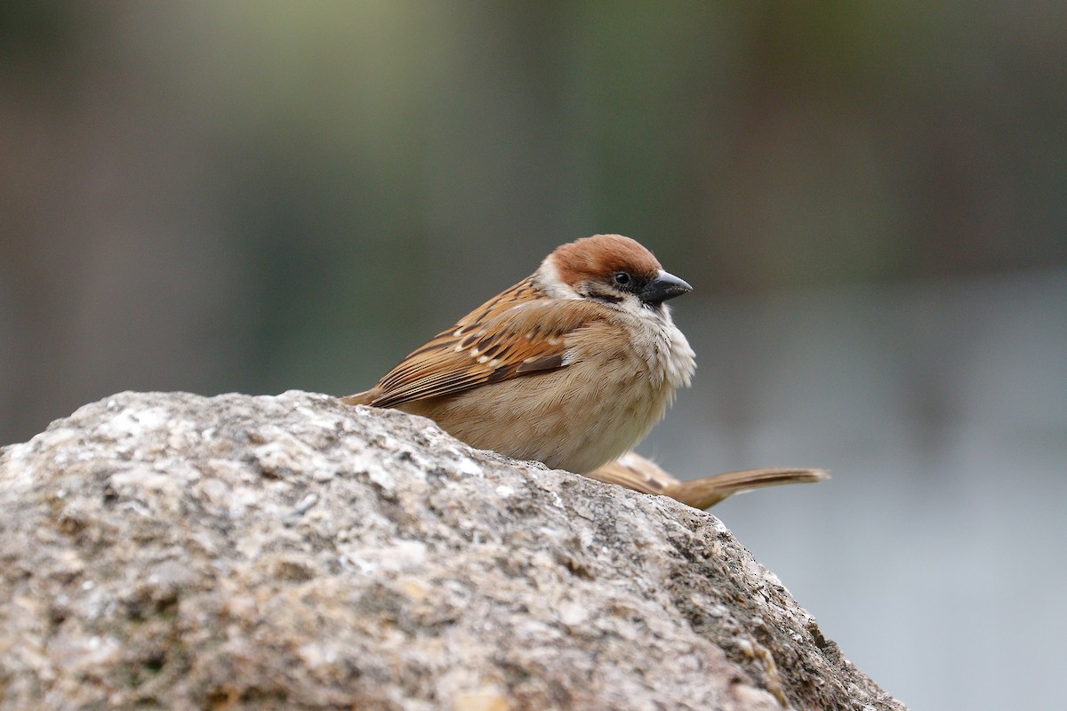 Eurasian Tree Sparrow - ML616242837