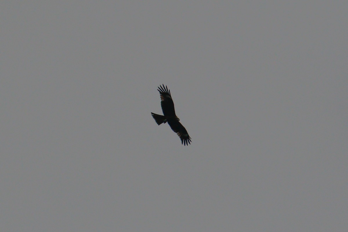 Black Kite (Black-eared) - ML616242842