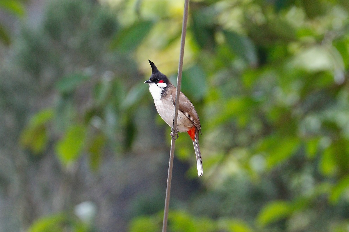 Red-whiskered Bulbul - Sutanan Pinmaneenopparat