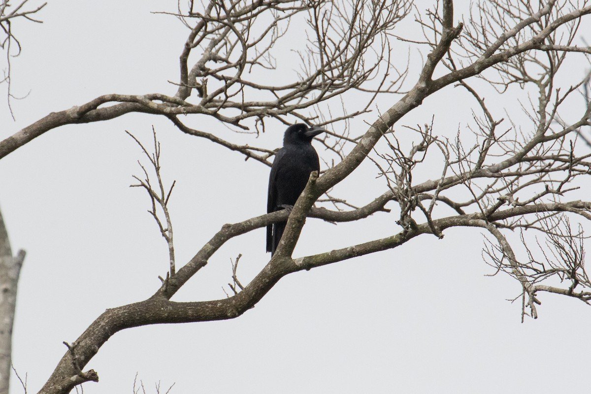 Large-billed Crow (Large-billed) - ML616242858