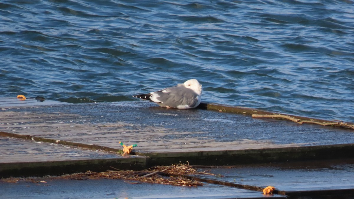 Lesser Black-backed Gull (taimyrensis) - ML616242979