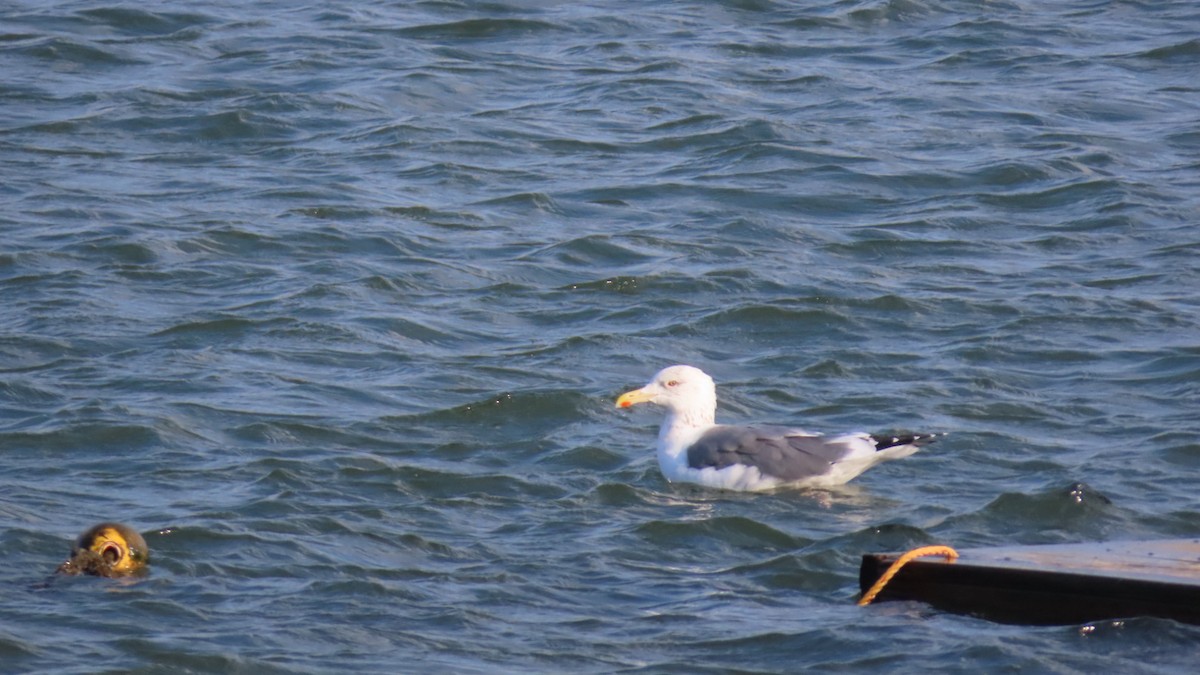 Lesser Black-backed Gull (taimyrensis) - ML616242980