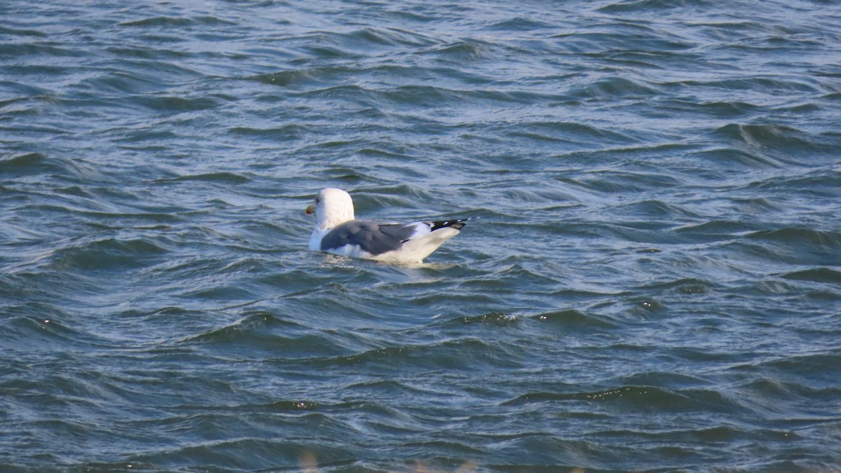Lesser Black-backed Gull (taimyrensis) - ML616242989