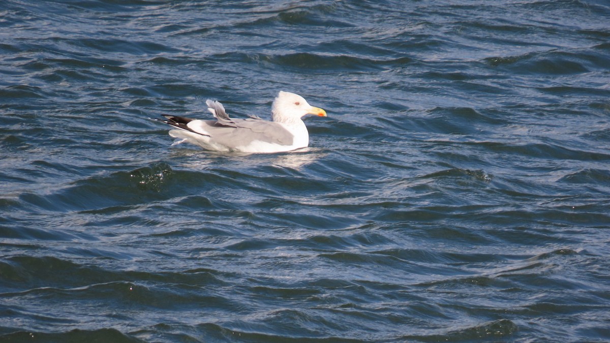 Lesser Black-backed Gull (taimyrensis) - ML616242990