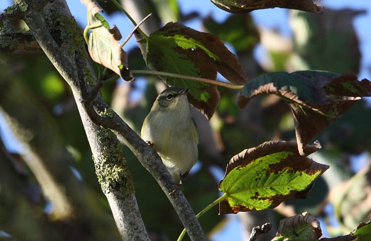 Yellow-browed Warbler - ML616243068