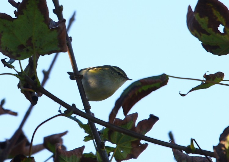 Yellow-browed Warbler - ML616243069