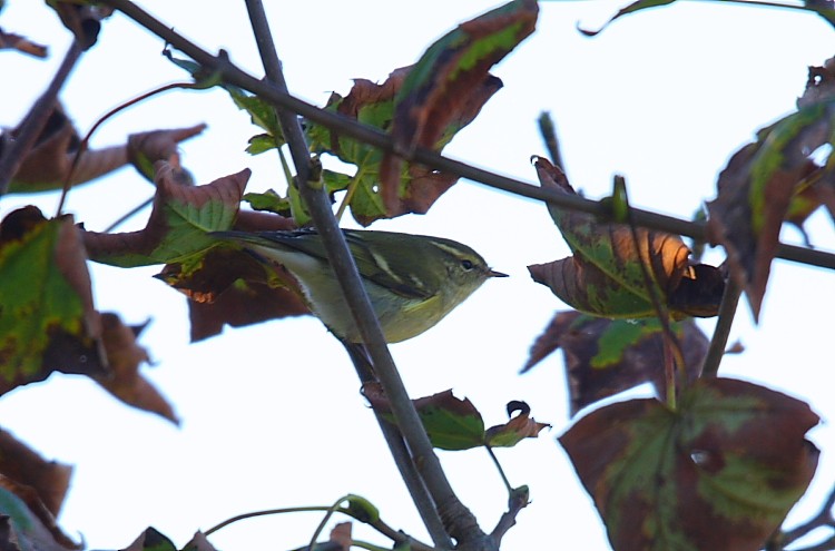 Yellow-browed Warbler - ML616243070