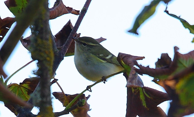 Yellow-browed Warbler - ML616243071