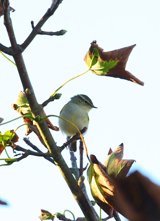 Yellow-browed Warbler - ML616243072