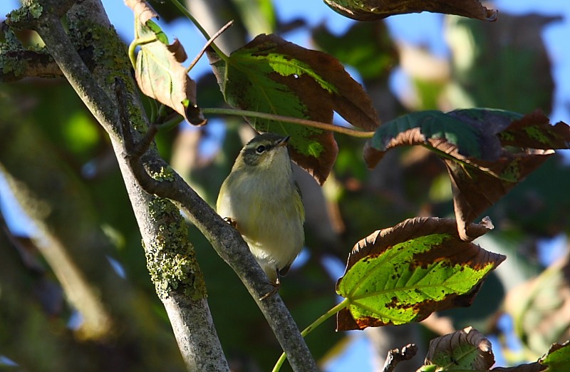 Yellow-browed Warbler - ML616243073