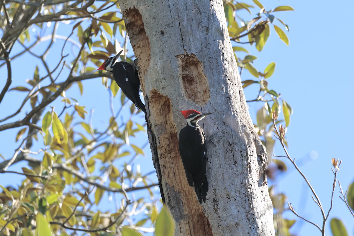 Pileated Woodpecker - ML616243211