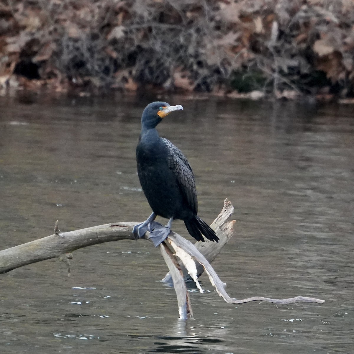 Double-crested Cormorant - Troy Gorodess