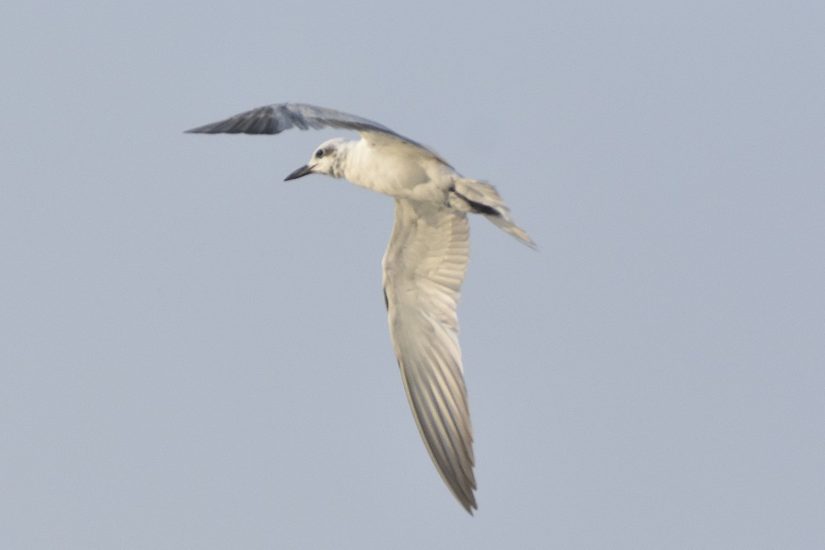 Gull-billed Tern - Sabarish  D