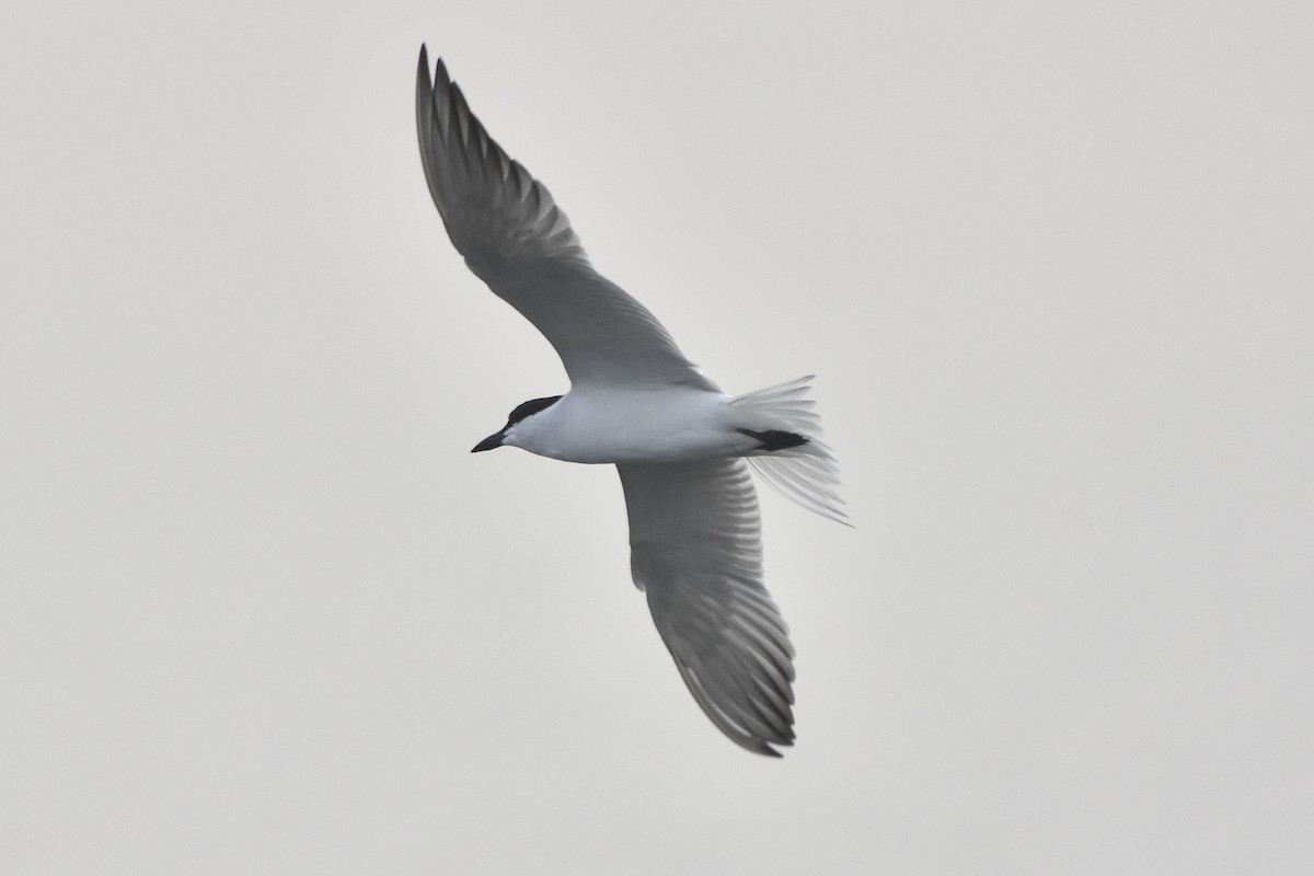 Gull-billed Tern - ML616243313