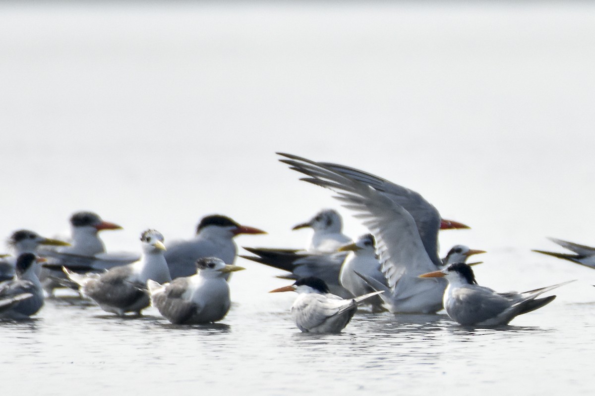 Great Crested Tern - ML616243363
