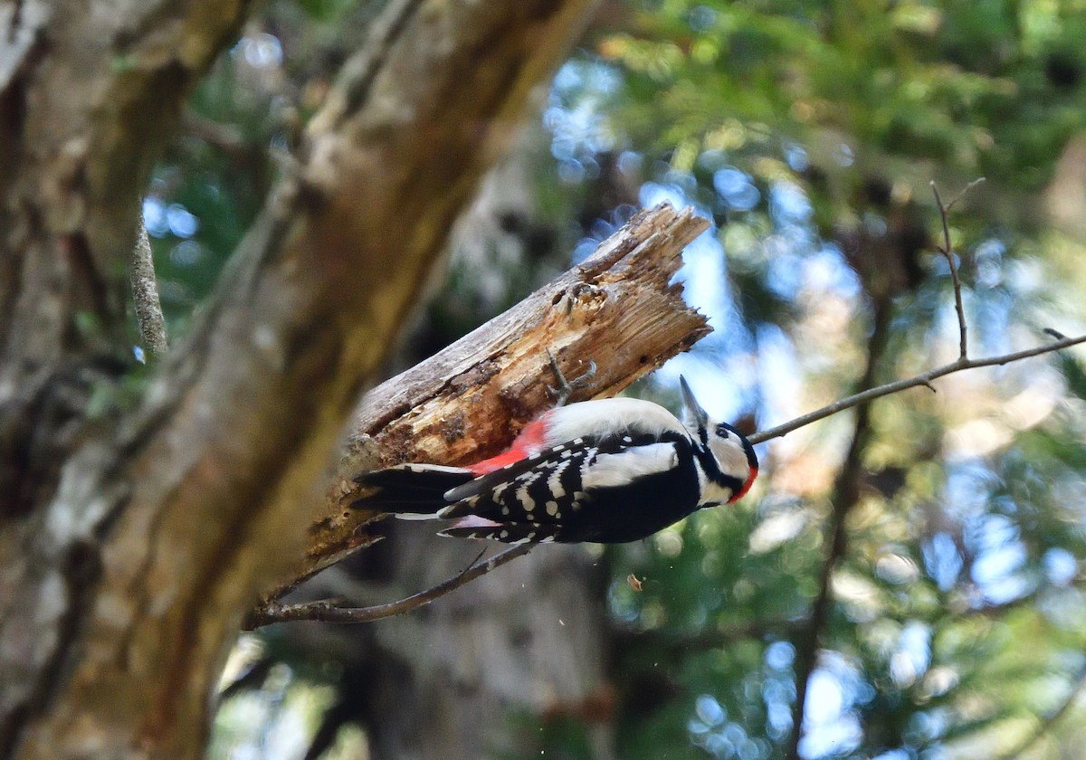 Great Spotted Woodpecker - ML616243423