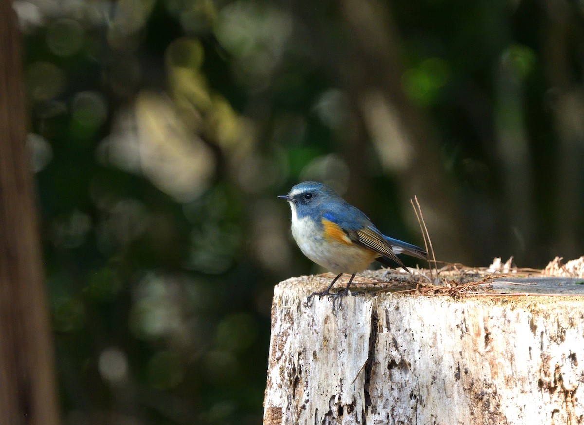Red-flanked Bluetail - ML616243471