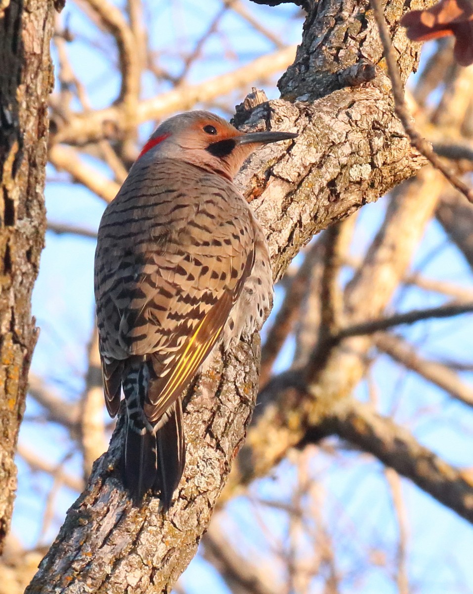 Northern Flicker (Yellow-shafted) - ML616243592