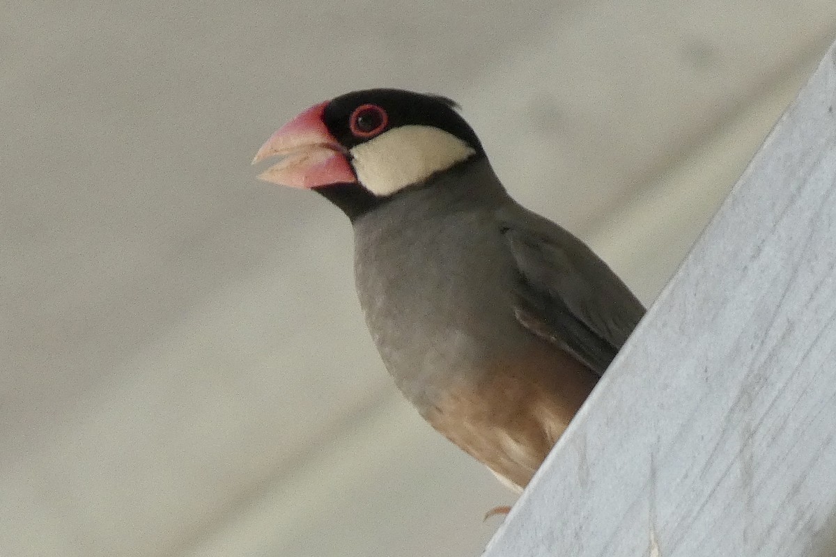 Java Sparrow - ML616243626