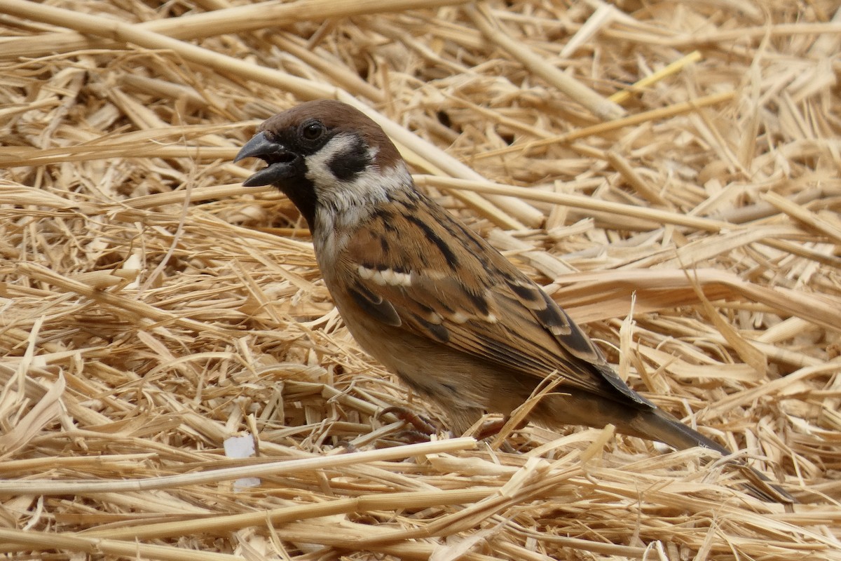 Eurasian Tree Sparrow - ML616243630