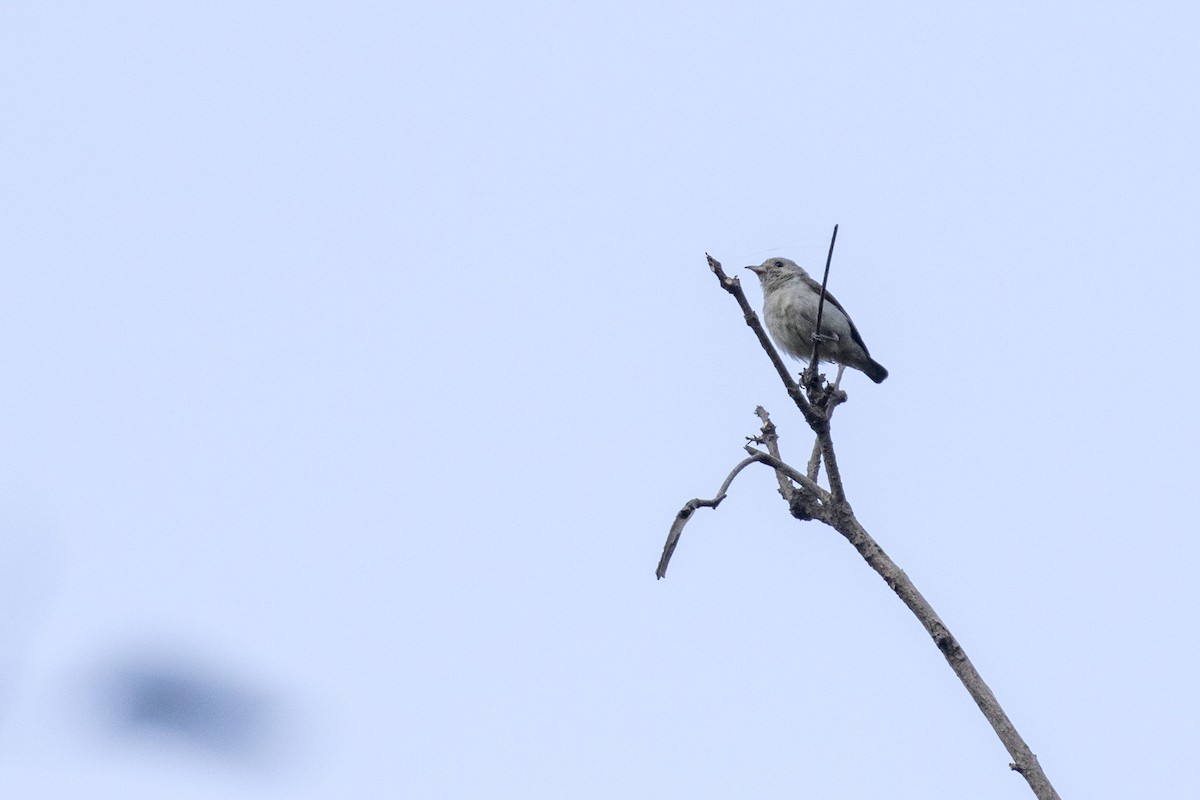 Pale-billed Flowerpecker - ML616243677