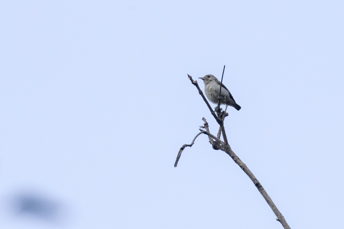 Pale-billed Flowerpecker - ML616243680