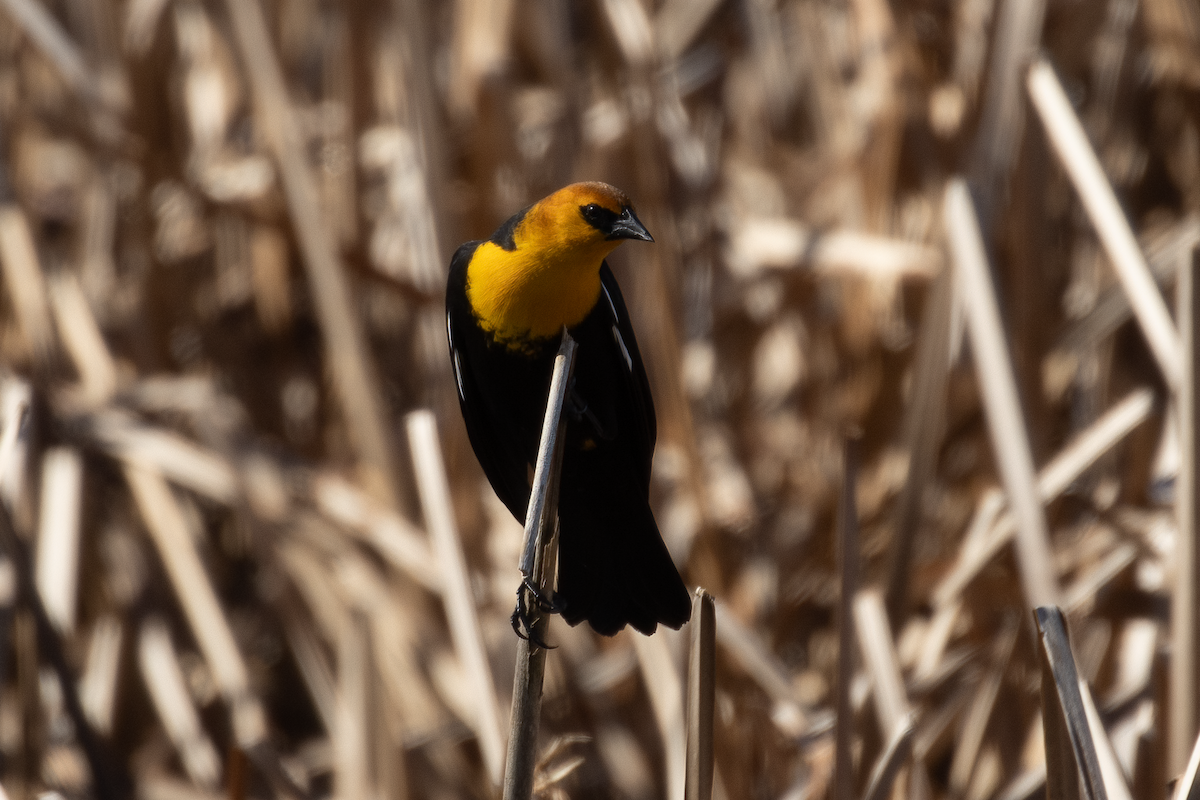 Yellow-headed Blackbird - Kyle Landstra