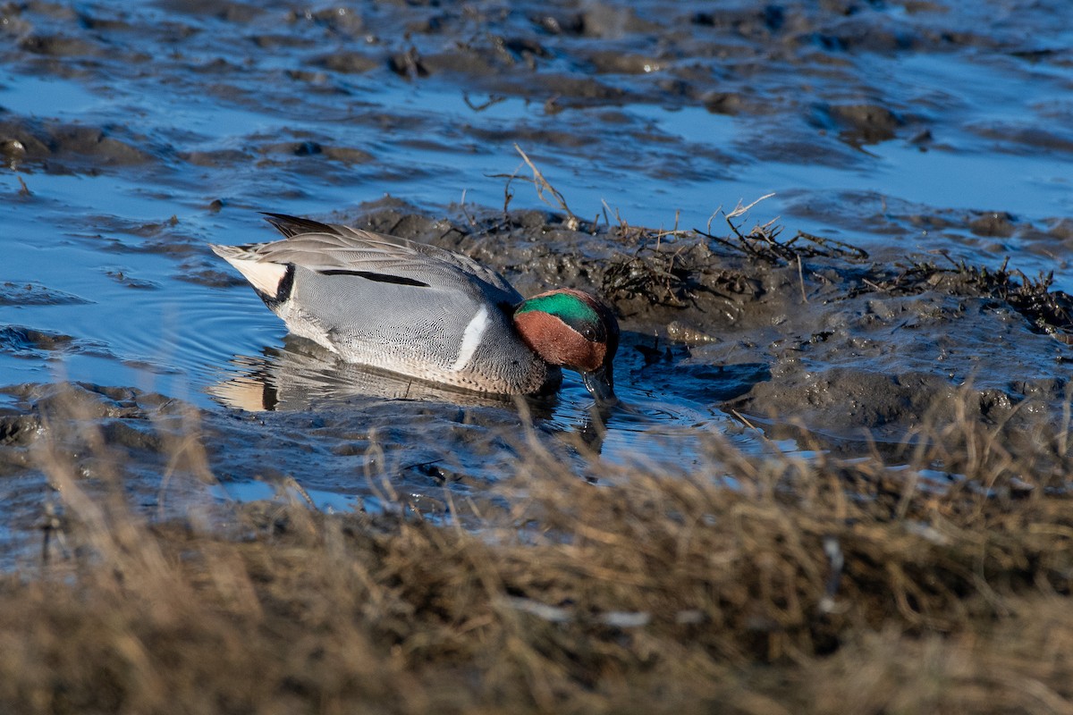Green-winged Teal at Blackie Spit (Incl. Dunsmuir Farm & Nicomekl estuary) by Chris McDonald