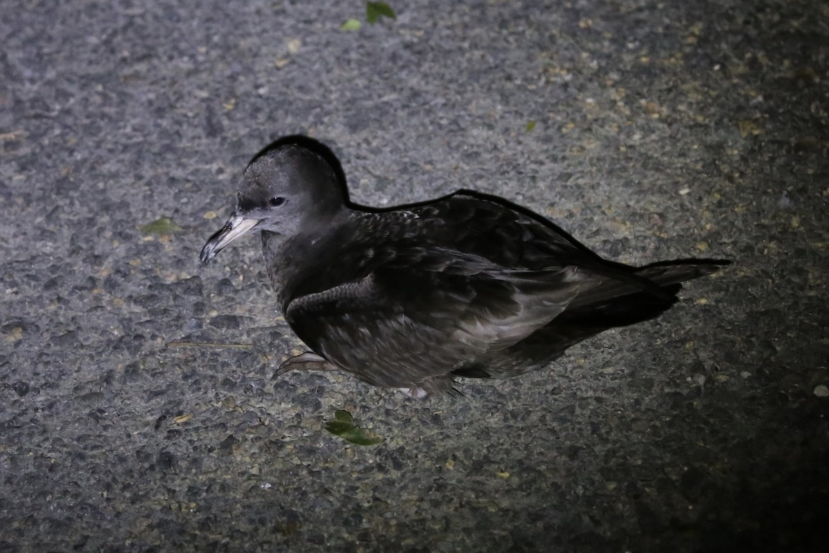 Flesh-footed Shearwater - ML616244134