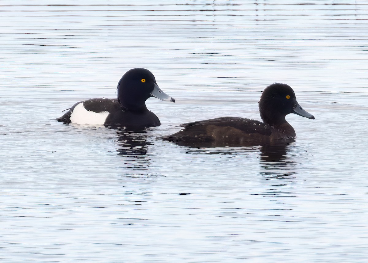 Tufted Duck - ML616244215