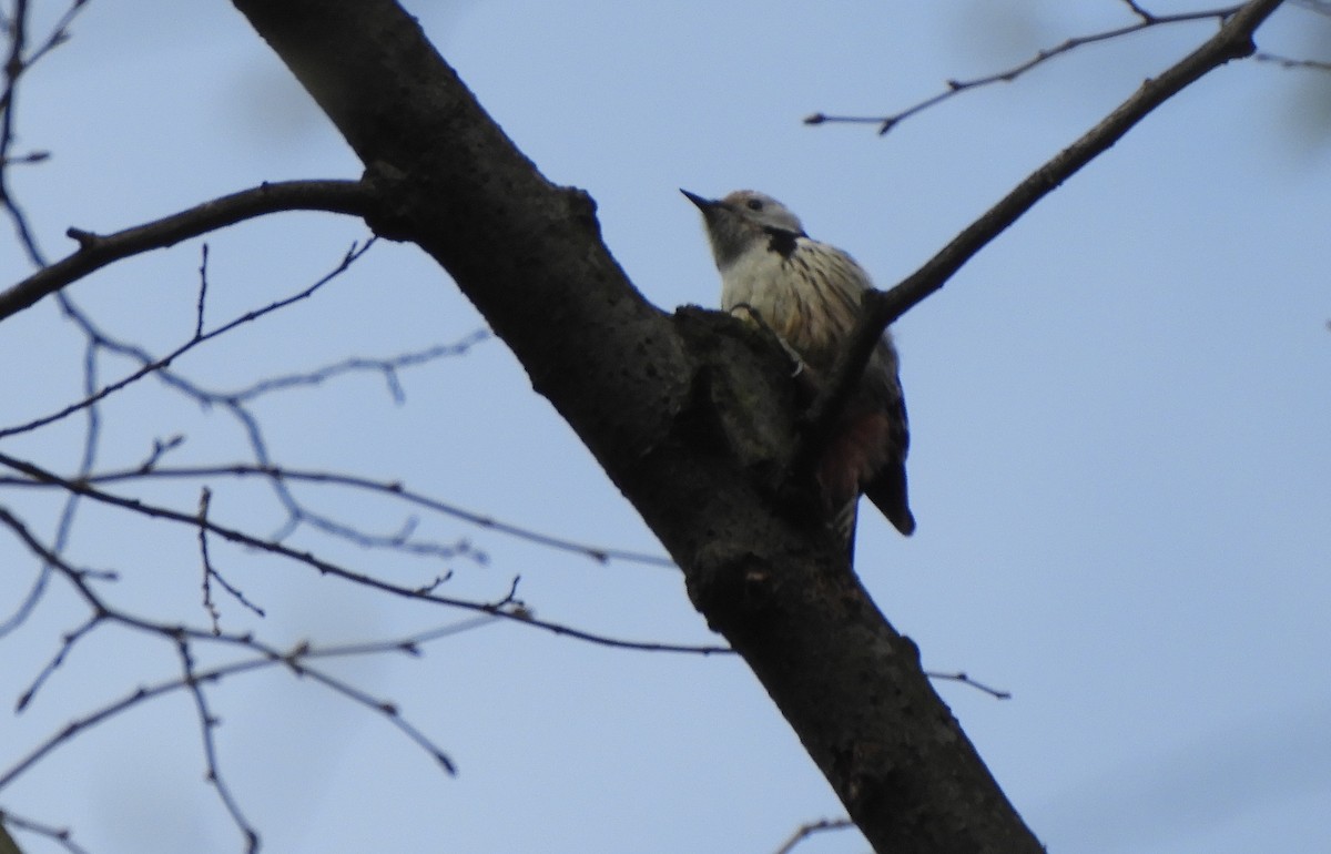 Middle Spotted Woodpecker - ML616244294