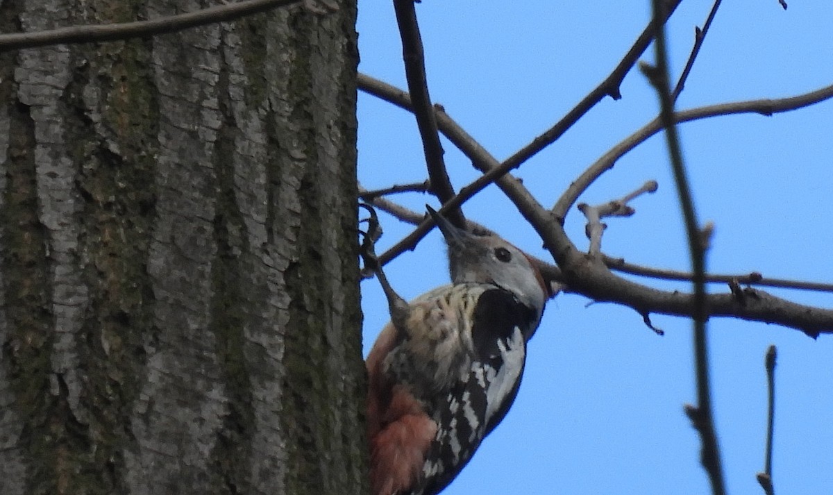 Middle Spotted Woodpecker - ML616244299