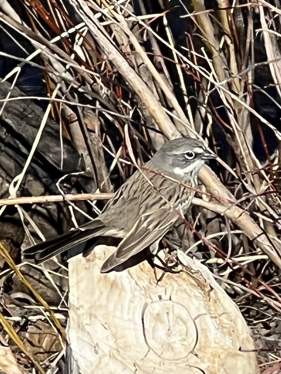 Sagebrush Sparrow - ML616244429
