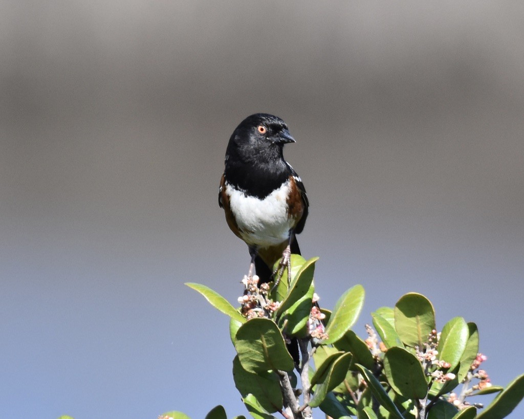 Spotted Towhee - Patricia Langen