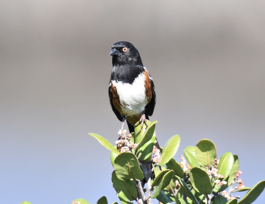 Spotted Towhee - ML616244864