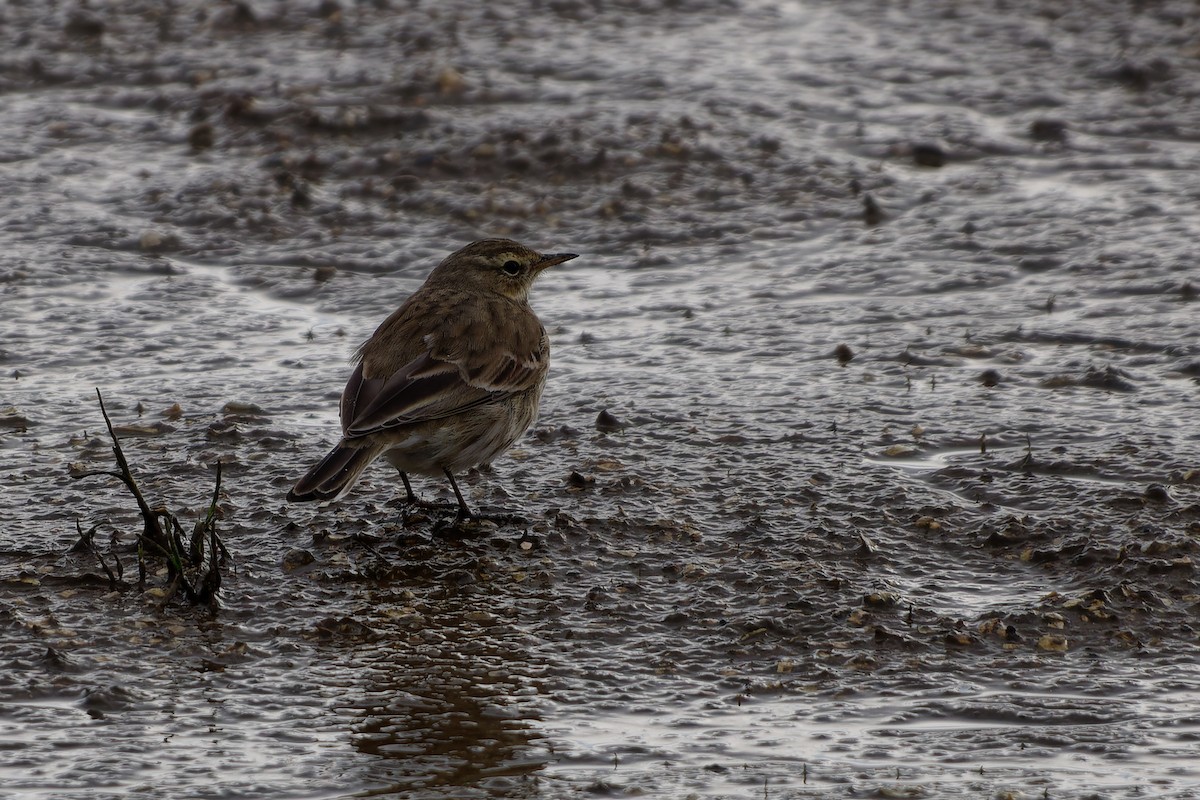 Water Pipit - ML616244993