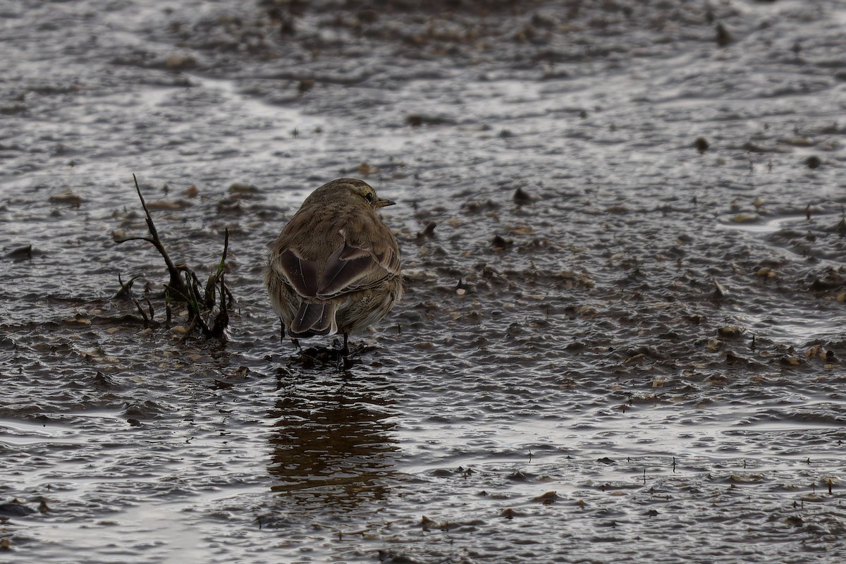 Water Pipit - ML616244997