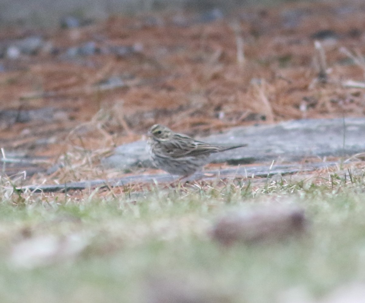 Savannah Sparrow - ML616245051