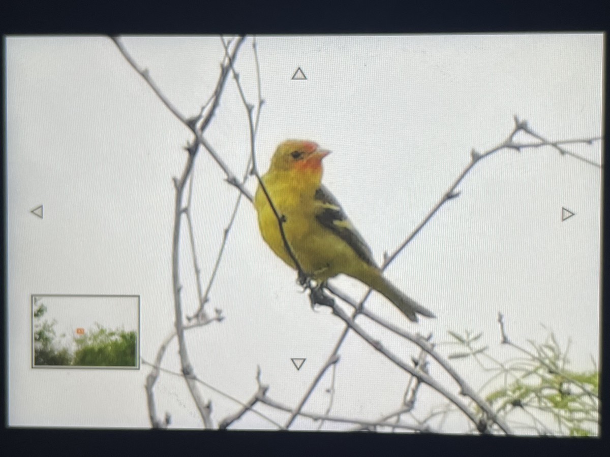 Western Tanager - ML616245091