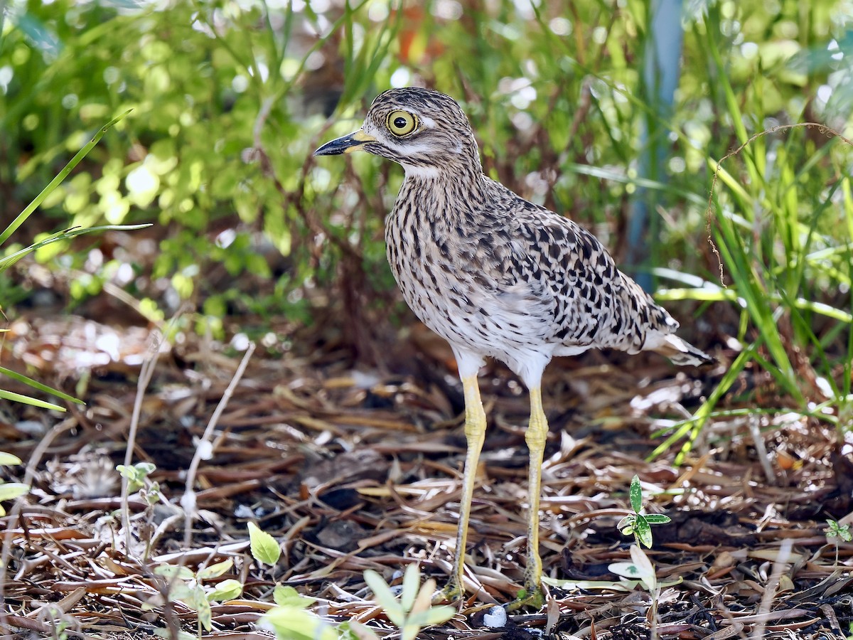 Spotted Thick-knee - ML616245110