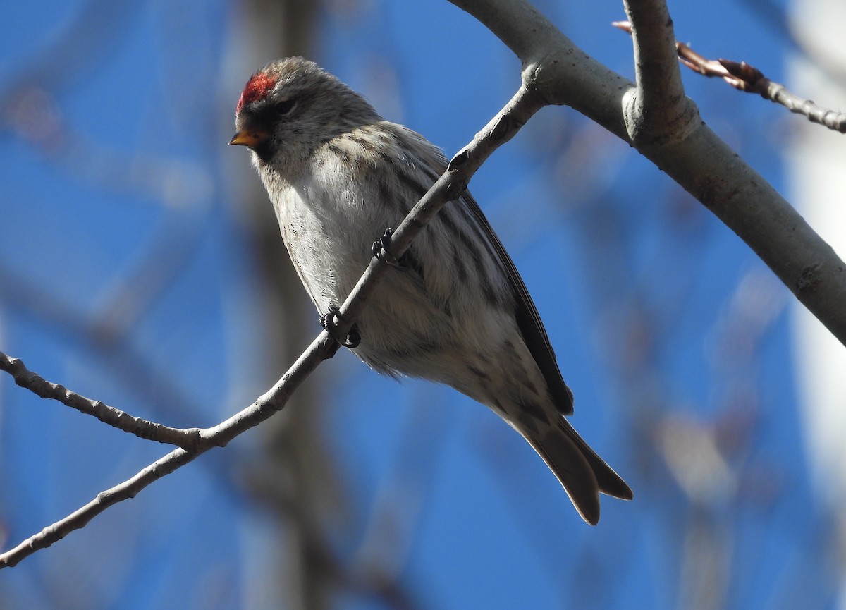 eBird Checklist - 19 Mar 2024 - Sax-Zim Bog--Sisu feeders at 2208 ...