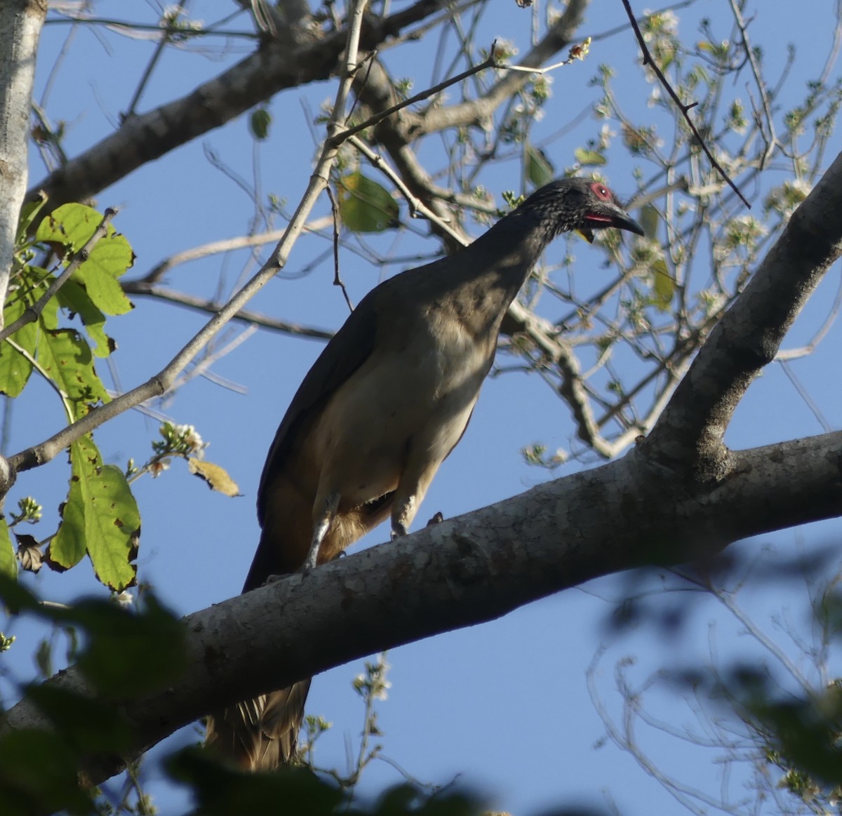 West Mexican Chachalaca - ML616245187