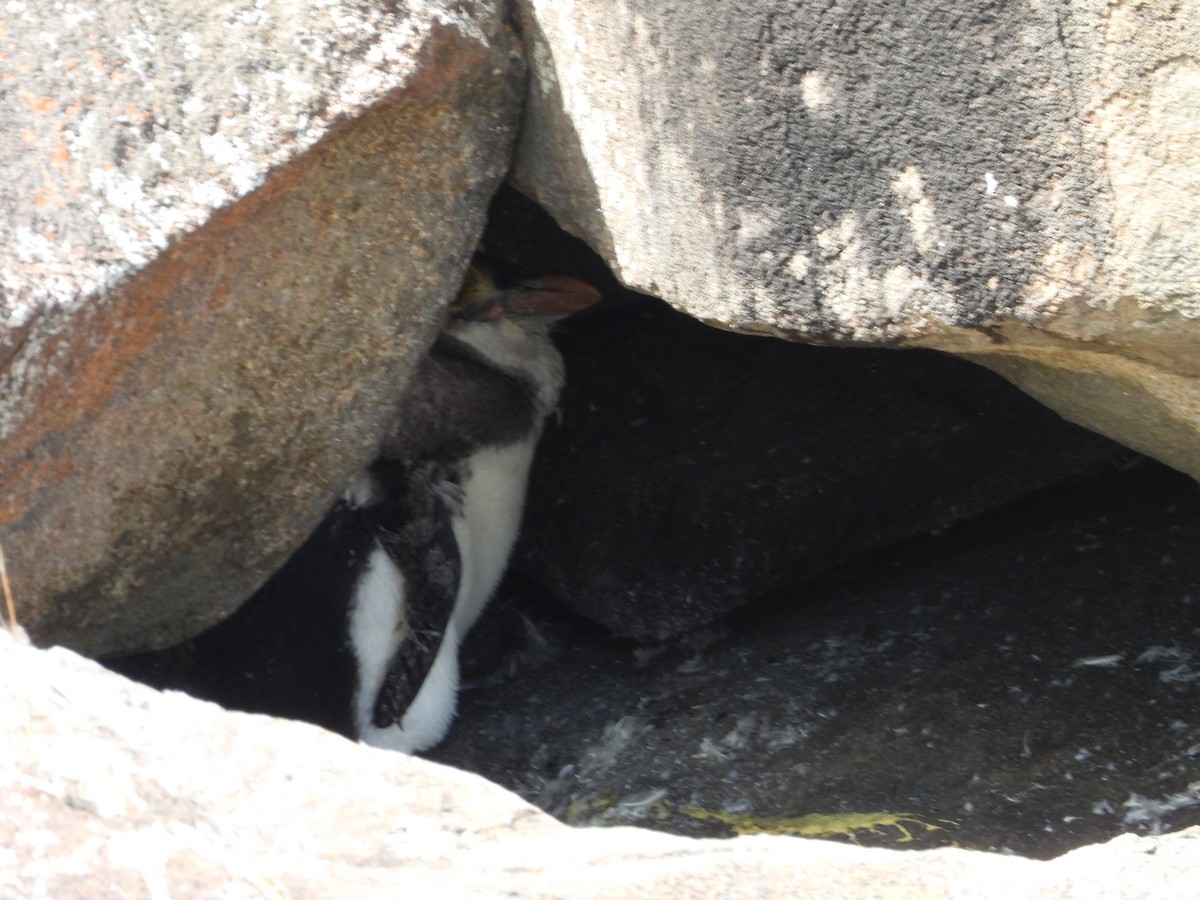Пингвин Маккуори - ML616245213