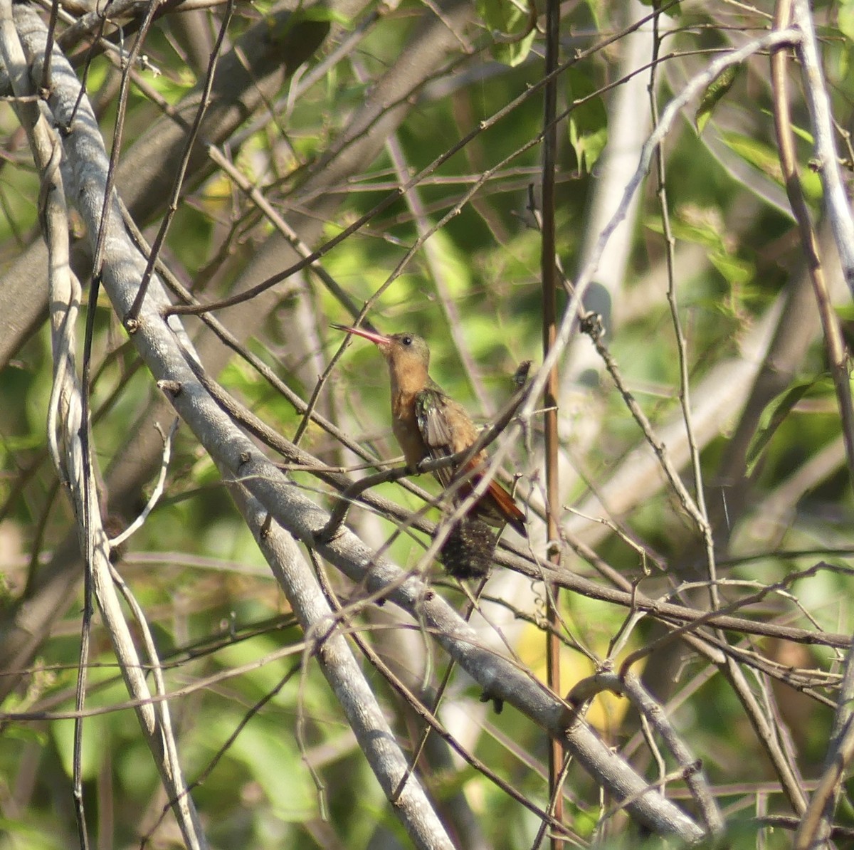 Cinnamon Hummingbird - ML616245214